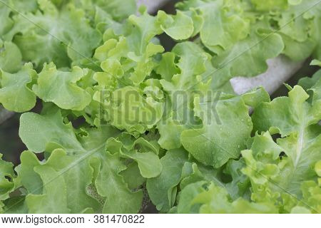 This Green Leafy Lettuce Salad Is Grown Organically, Only Water Is Used For Planting.