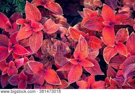Coleus Blumei Wizard Sunset. Red And Purple Leaves Background Close Up, Bright Color Lush Foliage Te