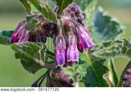 Common Comfrey (symphytum Officinale)