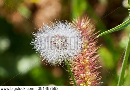 Dandelion Seed Head Macro Photo Of Grindelia