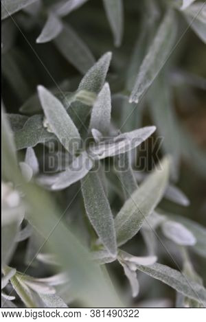 Leaves Leaf Texture Green Organic Background Macro Layout Closeu