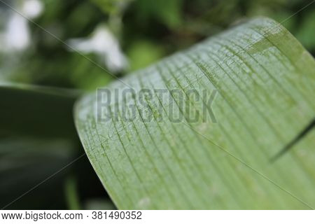 False Hellebore Pattern, Veratrum Californicum 2. Green Leaf