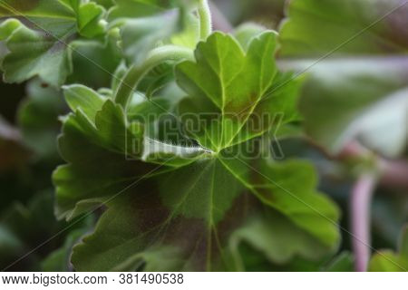 False Hellebore Pattern, Veratrum Californicum. Green Flower Background

.