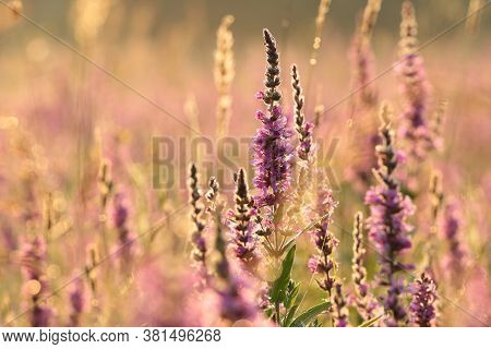 Loosestrife flower Nature sunset sunrise flower Nature background Nature flower Nature background Nature flower Nature flowers meadow Nature flower background sun Nature flower Nature background flower bloom Nature background wildflower Nature background.