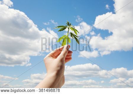 Cannabis Leaf On Blue Sky Background. Hand Holding Marijuana Leaf. Medical Marijuana. Concept Of Her