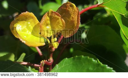 Baby Leaves Macro Flowers Shot Damascos Fruit