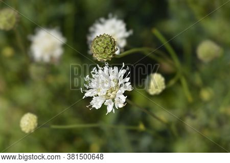 White Scabious Flower - Latin Name - Cephalaria Leucantha