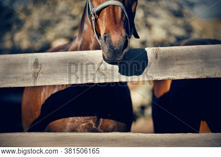 Sports Horse In A Halter In The Levada. Nose Sports Red Horse In A Halter. Horse Muzzle Close Up
