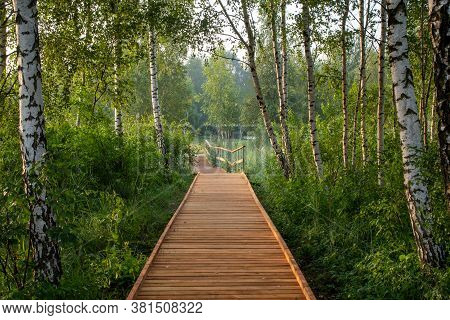 A Wooden Path Walkway Through Birch Grove. Building A New Path In A Park, Repair And Reconstruction 