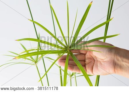 Woman Hand Holding Cyperus Umbrella Plant On The White Background
