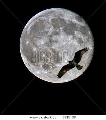 Gece uçan