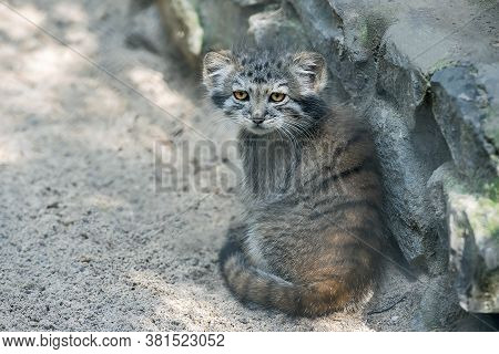 Pallas's Cat (otocolobus Manul). Manul Is Living In The Grasslands And Montane Steppes Of Central As