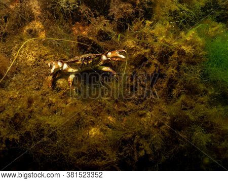 A Closeup Picture Of A Crab Underwater. Picture From Oresund, Malmo In Southern Sweden.