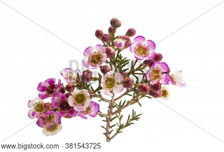 Flowers Of Wax Myrtle Isolated On White Background