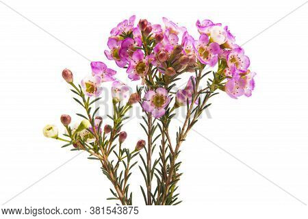 Flowers Of Wax Myrtle Isolated On White Background