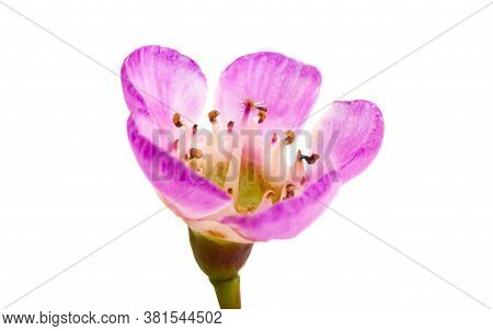 Flowers Of Wax Myrtle Isolated On White Background