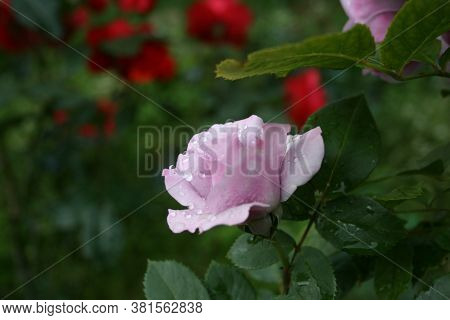Rose Mysteria. Series: Roses From My Garden. August Mornings. Summer 2020