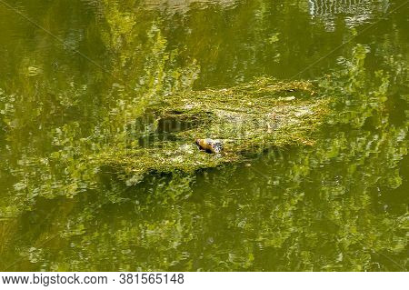 Yellow Plastic Bottle Next To Rubbish And Accumulation Of Plants And Grass In The Green Waters Of Th