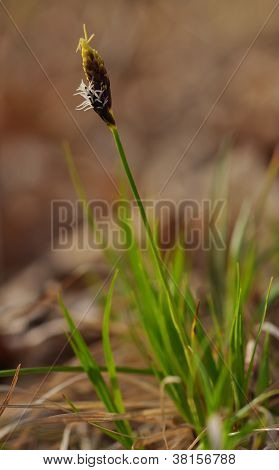 เวอร์ริ่ง sedge (Carex) ในฤดูใบไม้ผลิ