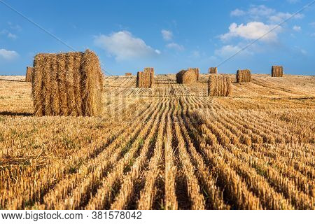 Stacks Of Straw - Bales Of Hay, Rolled Into Stacks Left After Harvesting Of Wheat Ears, Agricultural