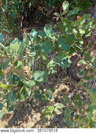 Branch With Leaves Of Kermes Oak Also Known As Quercus Coccifera. It Is Native To The Mediterranean 