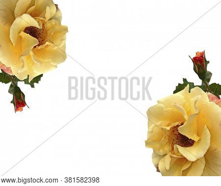 Frame Of Yellow Roses (shrub Rose) On A White Background With Space For Text Or Design