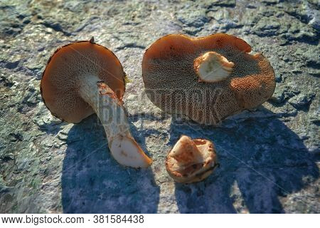 Mushroom Xerocomus Subtomentosus Over Stone Background. Autumn Cep Mushrooms. Mushrooms Picking.