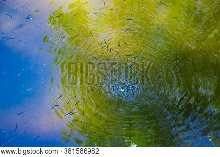 Big Beautiful Fish Swim In Clear Water In A Pond. Catfish Eat Food.