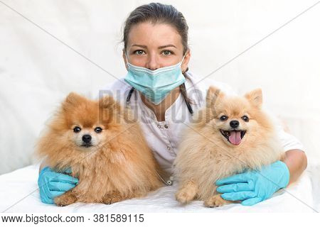 Young Woman Veterinarian Hugs Happy Dogs. Vet Doctor Examines Two Senior Pomeranian Spitzs In The Cl