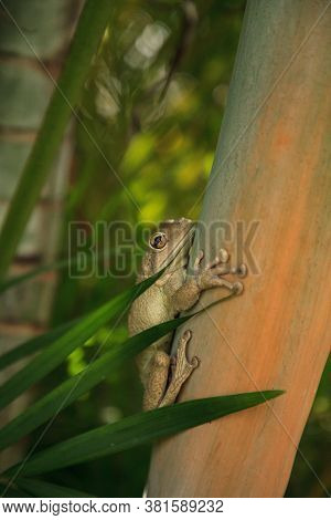 Cuban Tree Frog Osteopilus Septentrionalis Hangs On An Areca Palm