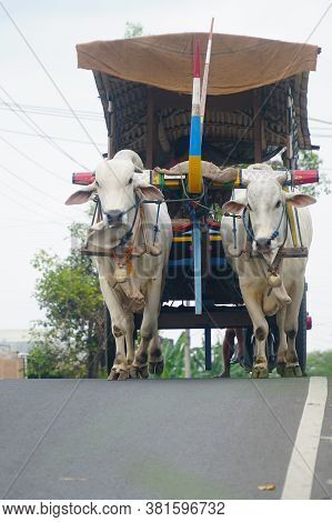The Ox-cart Crosses The Paved Road. Two White Cows Walked Slowly Pulling The Cart
