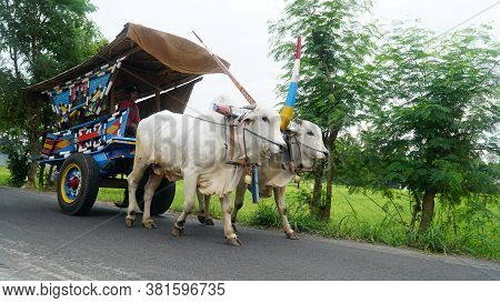 Yogyakarta, Indonesia - August 13, 2020: The Ox-cart Crosses The Paved Road. Two White Cows Walked S