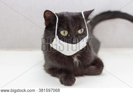 Black Cat Wearing Medical Earloop Mask. Pandemic 2020. Personal Protective Equipment