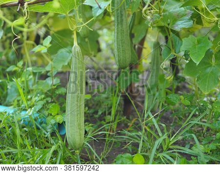 Luffa Acutangular, Cucurbitaceae Green Vegetable Fresh In Garden On Nature Background
