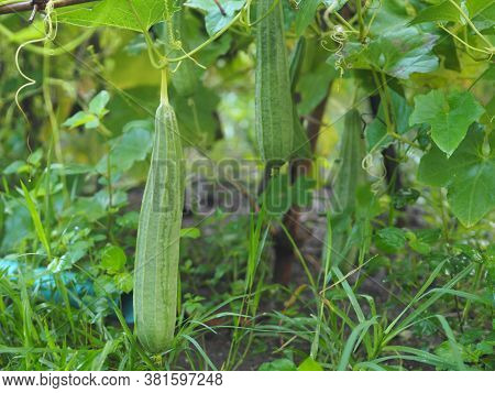 Luffa Acutangular, Cucurbitaceae Green Vegetable Fresh In Garden On Nature Background