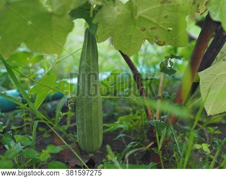 Luffa Acutangular, Cucurbitaceae Green Vegetable Fresh In Garden On Nature Background
