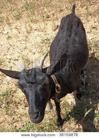 schwarze Ziege in Brasilien, ein sonniger Tag