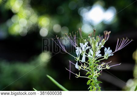 The White Flowers Of Capparidaceae Plant In Garden. Chelidonii, Background.
