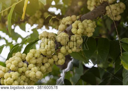 Star Gooseberry Or Phyllanthus Acidus On Tree With Sunlight In The Garden.