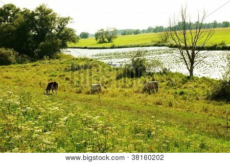 Cows on the pasture