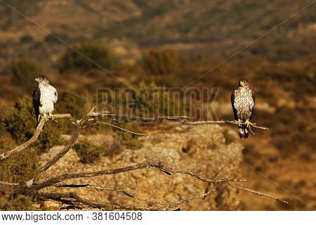 The Bonelli's Eagle (aquila Fasciata) Pair On Dry Branches