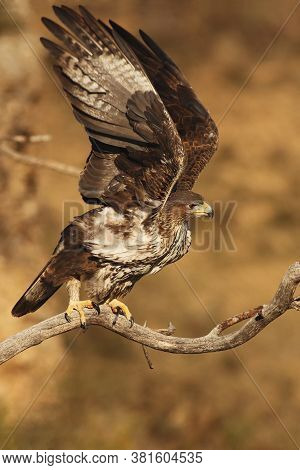 The Bonelli's Eagle (aquila Fasciata) Sitting On A Branch With Wings Spread, Flies