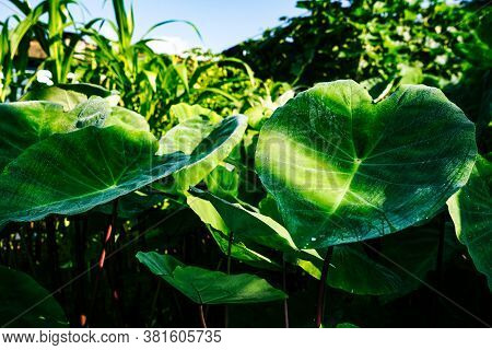 Close Up Shot Of A Green Plant With Water Droplets On It's Leaves.