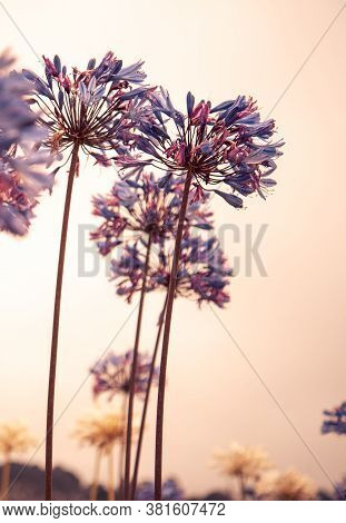 Coastal Cliffside Flowers On The West Coast In Montara, California