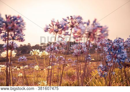 Coastal Cliffside Flowers On A Cool Summer Day On The West Coast, Montara California