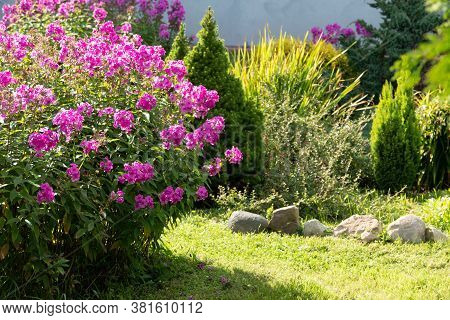 Phlox Paniculata, Fall Phlox, Garden Phlox Perennial Phlox