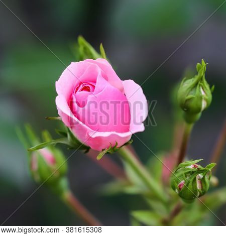 Soft Pink Rose Bonica With Buds In The Garden. Perfect For Background Of Greeting Cards For Birthday