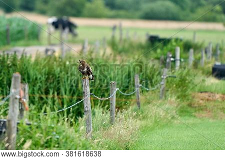 Common Buzzard Resting On A Pole With Fields In The Background