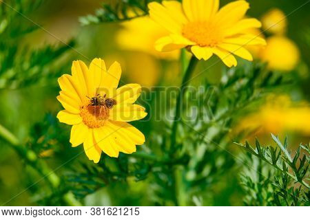 An Insect On A Yellow Corn Marigold Flower With Blurred Background