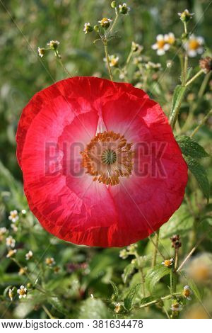 Poppy 5. Series: Poppies From My Garden. August Mornings. Summer 2020